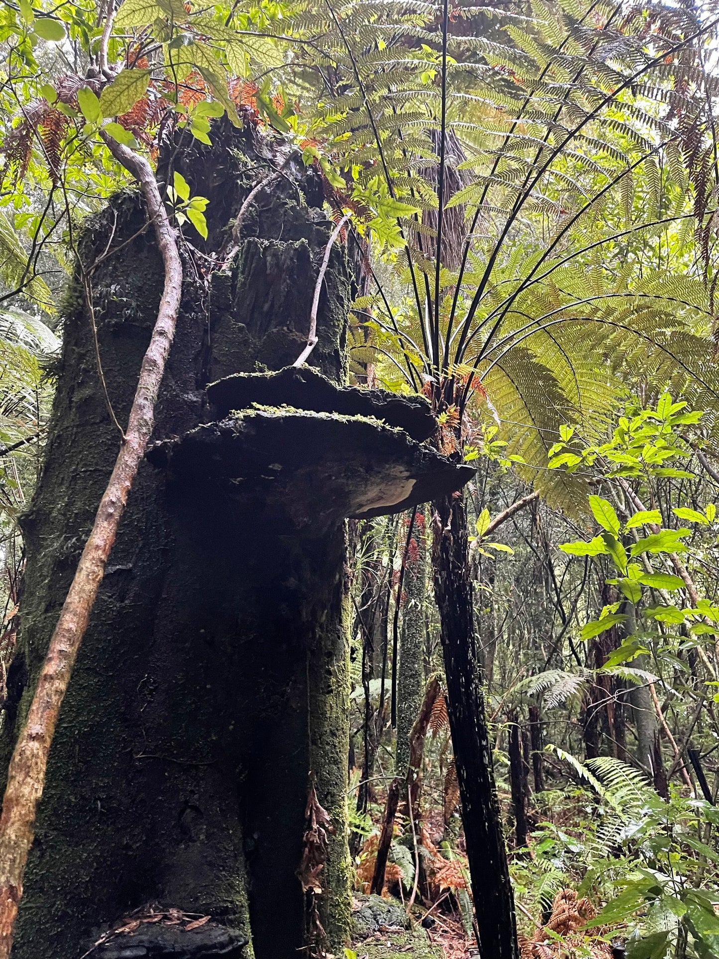 Atua Māori Symbolism and Applied Leadership: 2 Day Workshop