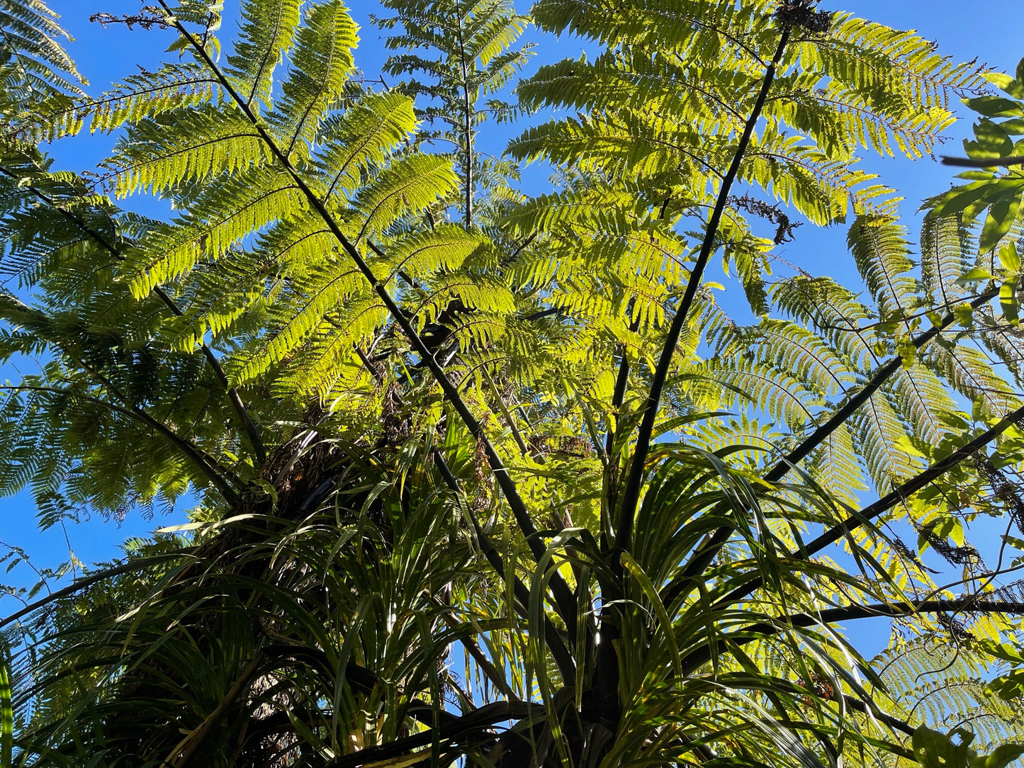 Atua Māori Symbolism and Applied Leadership: 2 Day Workshop